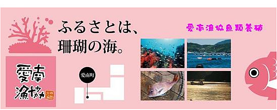 愛南漁協魚類養殖　facebook